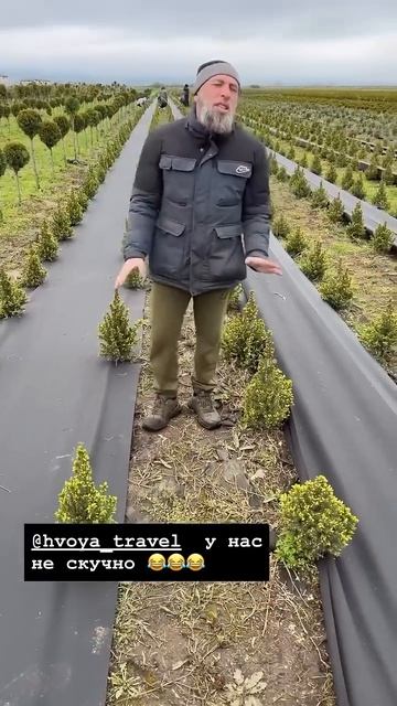 Совет от Профи  Посадка Декоративных Растений Лучший Питомник Нальчик #юмор #горы #ёлка #туя