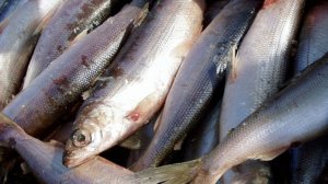 Незаконный вылов омуля на десять миллионов рублей пресекли сотрудники ГИБДД в Иркутской области