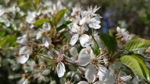 Прогулка по апрелю_23.04.2026