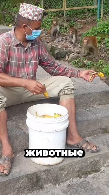 Обезьяны на курорте? Их кормят как королей обезьяны