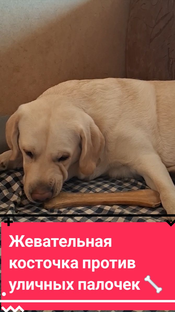 Жевательная косточка из жил. Альтернатива палочкам найдена! #лабрадорсимба