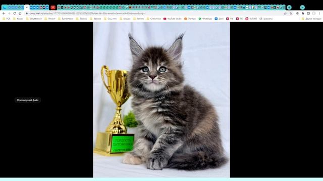 Котята питомника кошек  ЧАРИТОН КУН