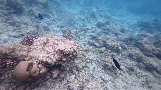 Мальдивы. Остров Расду. Ноябрь 2025. Акулы Рифовые Белопёрая и Ченоперые