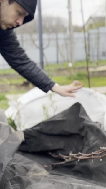 Как не дать замерзнуть винограду?