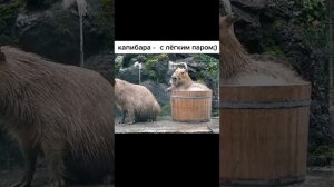 видосики с капибарой