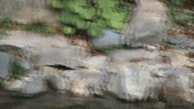 201)й РОЗА ХУТОР