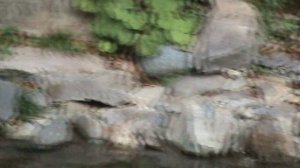 201)й РОЗА ХУТОР