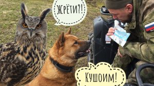 Выкопали себе ведьмину метлу! Пёс Кубик помогал сажать берёзу, сова Ёль ходила гулять