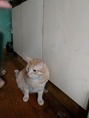 мой кот пушок