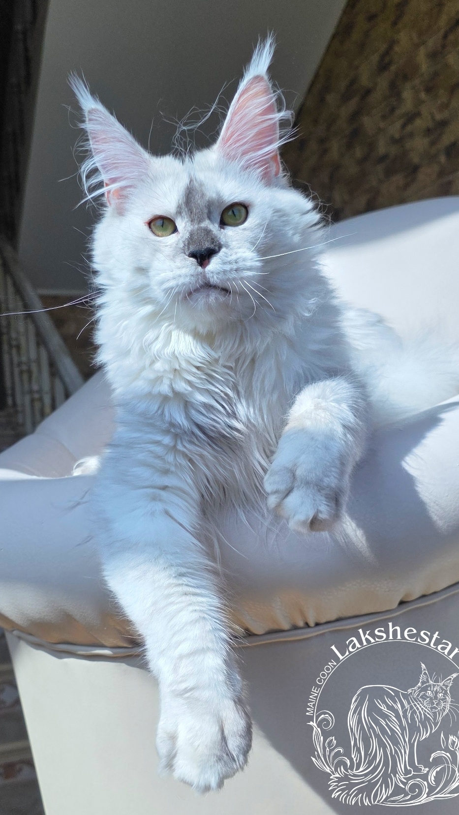 Jali Mos Lakshestar мейн кун 9 месяцев.