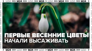 Первые весенние цветы начали высаживать в Москве