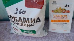 Везём Алису к врачу.Высадила новые сорта серени