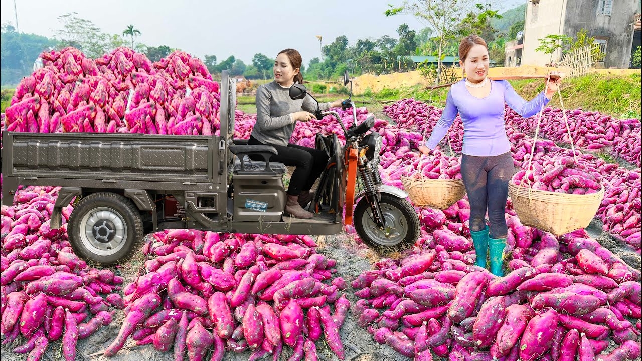 Собираю большое количество красного сладкого картофеля для торговли. Серия 3. Хоа Ли