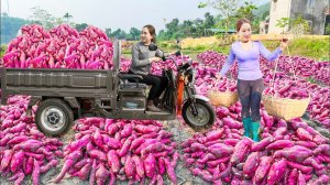Собираю большое количество красного сладкого картофеля для торговли. Серия 3. Хоа Ли