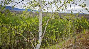 Царев Курган