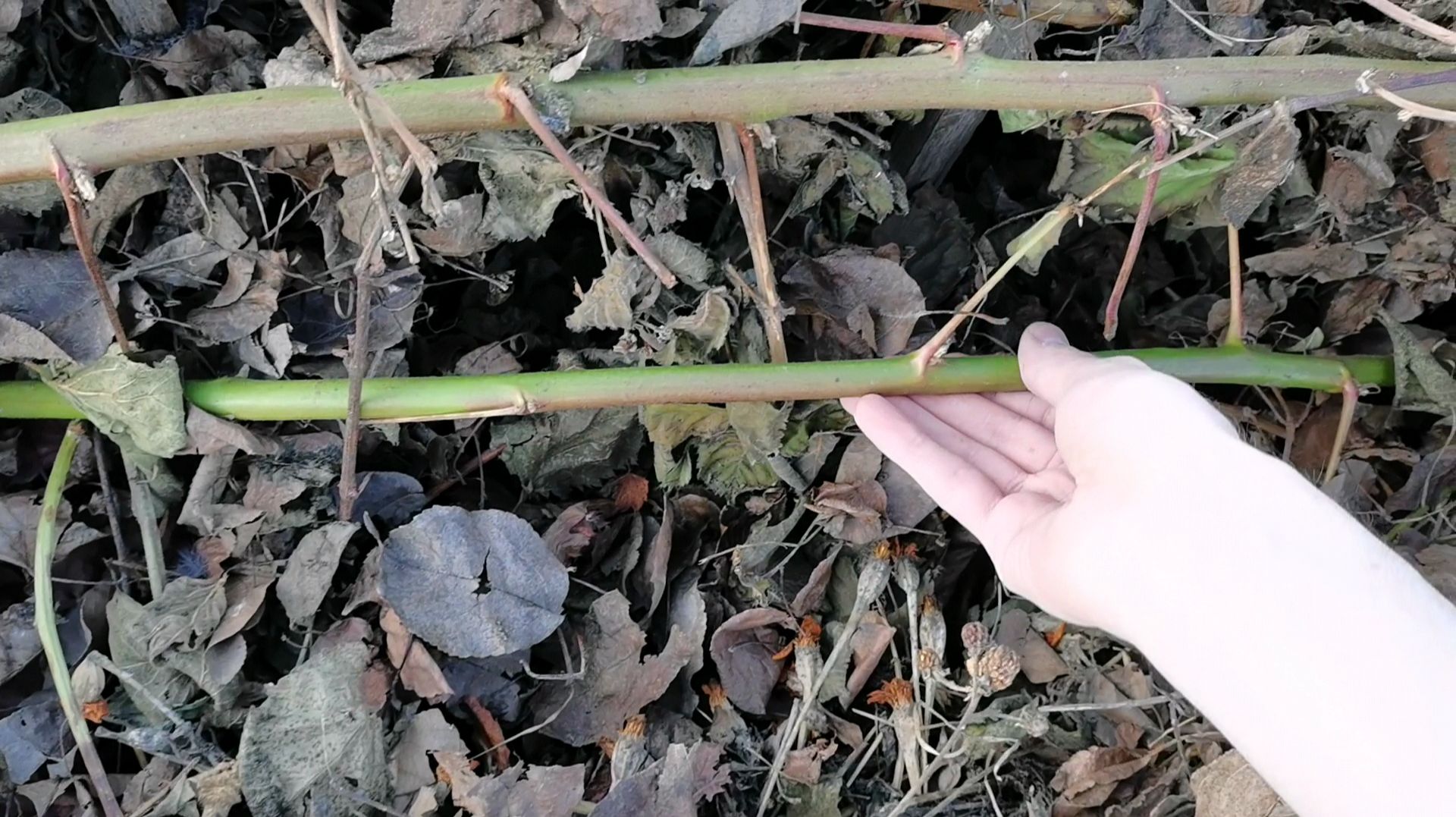 Томаты преобразились в теплице 24 апреля как перезимовали саженцы в огороде.