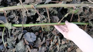 Томаты преобразились в теплице 24 апреля как перезимовали саженцы в огороде.