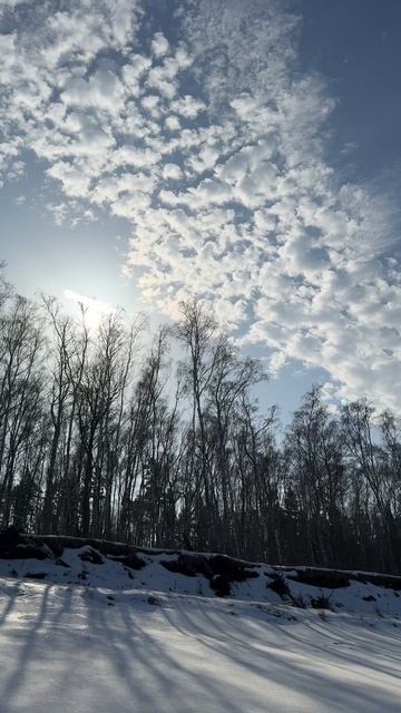 Куршская коса зимой