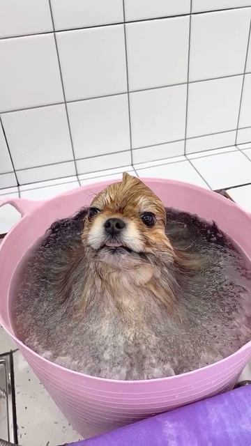 У вас пёс растаял