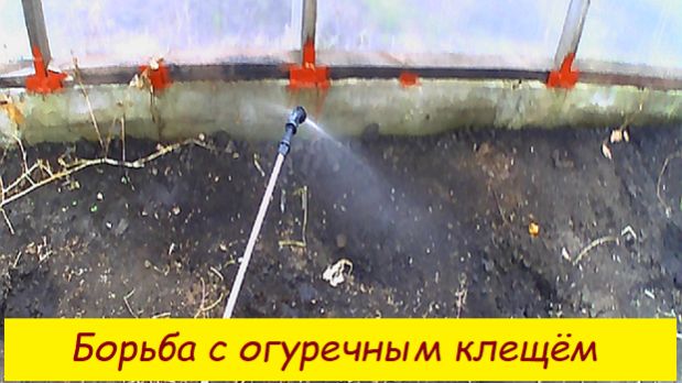 Борьба с огуречным  клещём