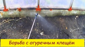 Борьба с огуречным  клещём