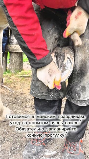 Ковка лошадей!