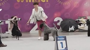 Ринг КЕРРИ-БЛЮ-ТЕРЬЕРОВ на выставке 29 марта 2026 года. Новосибирск