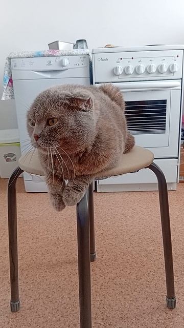 любимый питомец