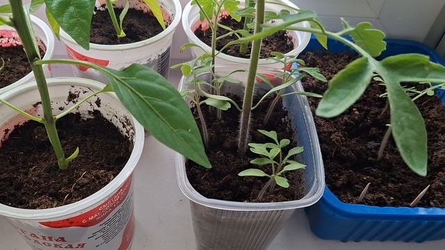 ОБЗОР РАССАДЫ НА 24 АПРЕЛЯ 2026 ГОДА