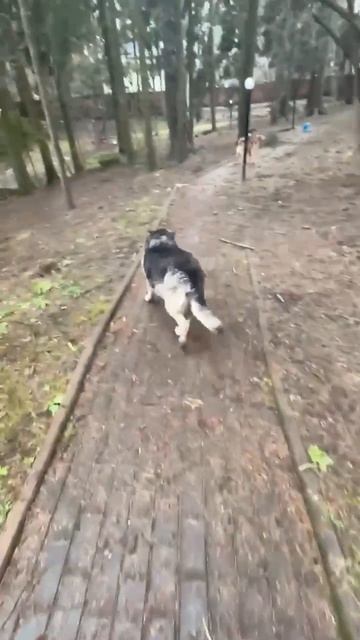 Ласковая овчарка Нора 🌸ищет 🏠❗Пост в описании 🎥 #dog #собака #овчарка #animals #любовь #счастье