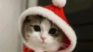 Эдит для у меня ушки и лапки