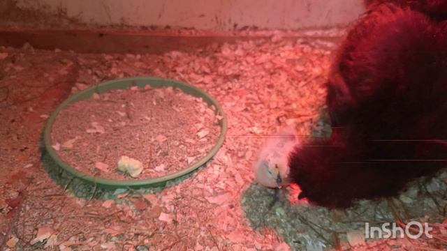 24-04-2026. Первая прикормка.🐥