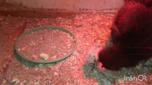 24-04-2026. Первая прикормка.🐥