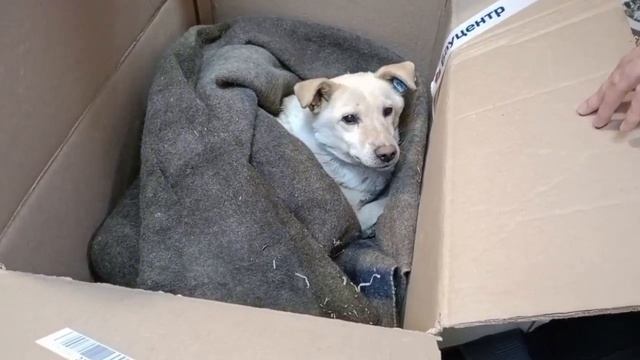 Спасение изгоя. Когда боль невыносима, и помогут только добрые сердца! | Фёдор