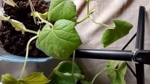 Обзор растений.