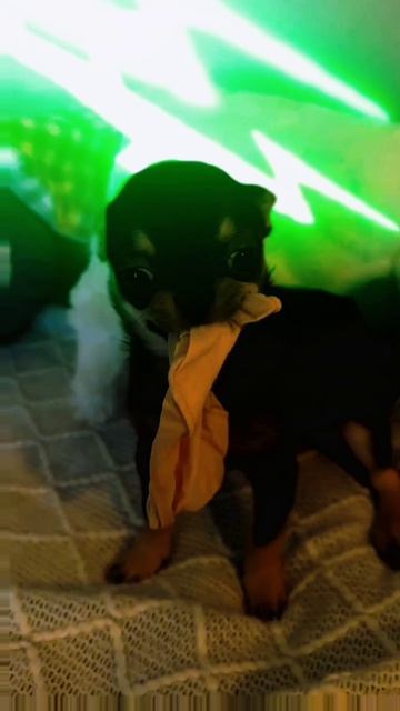 Чихуахуа даёт жару