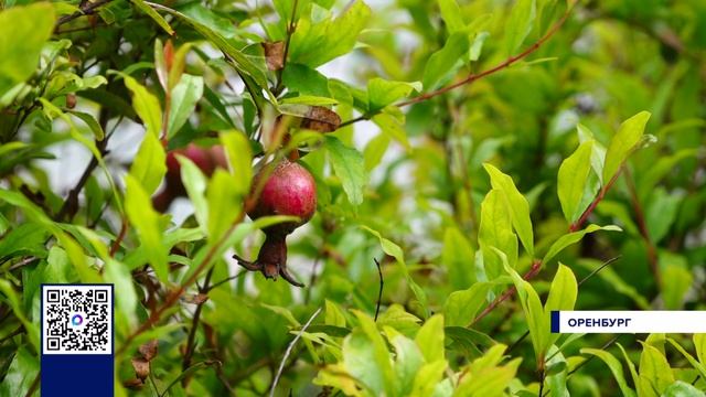 СТАРТ ДАЧНОГО СЕЗОНА В ОРЕНБУРЖЬЕ