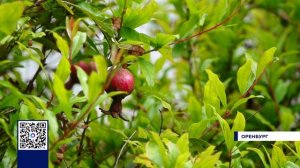 СТАРТ ДАЧНОГО СЕЗОНА В ОРЕНБУРЖЬЕ