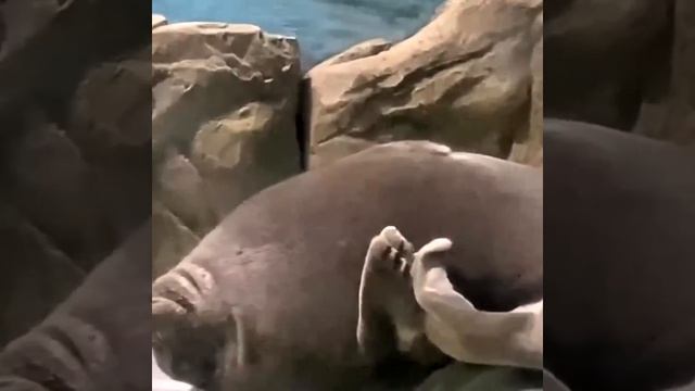 Ха-ха ха-ха-ха