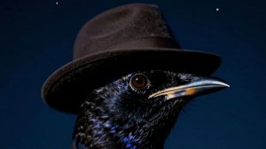 La nuit de la couleur Indigo