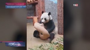 Панда Жуи в Московском зоопарке обзавелась новой игрушкой