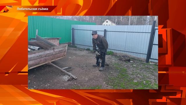 Ветеринарный надзор проверяет идентификацию собак