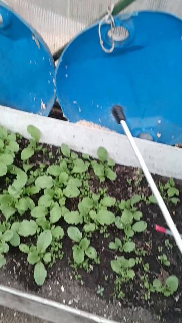 Культуралочкой мою теплицу