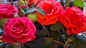 Отмечаю День рождения