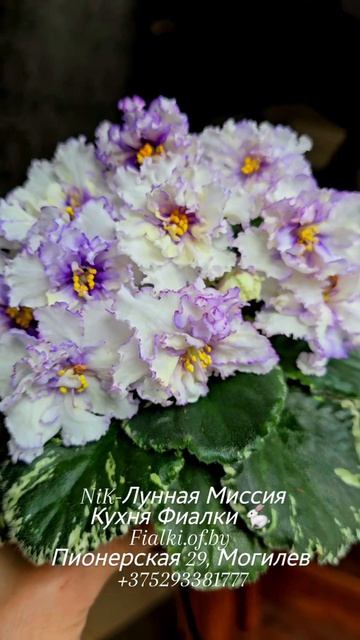 NiK-Лунная Миссия с нами уже более трех лет и уже да можно сделать вывод об устойчивости