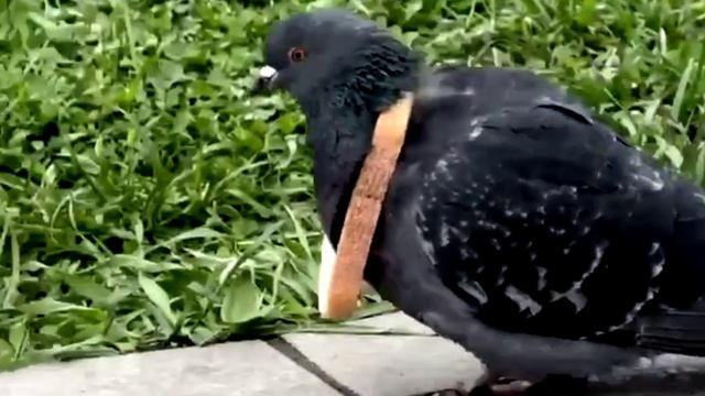 Голубь с батоном