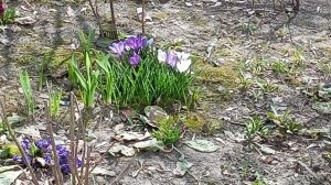 кофиек и картошку по жарим