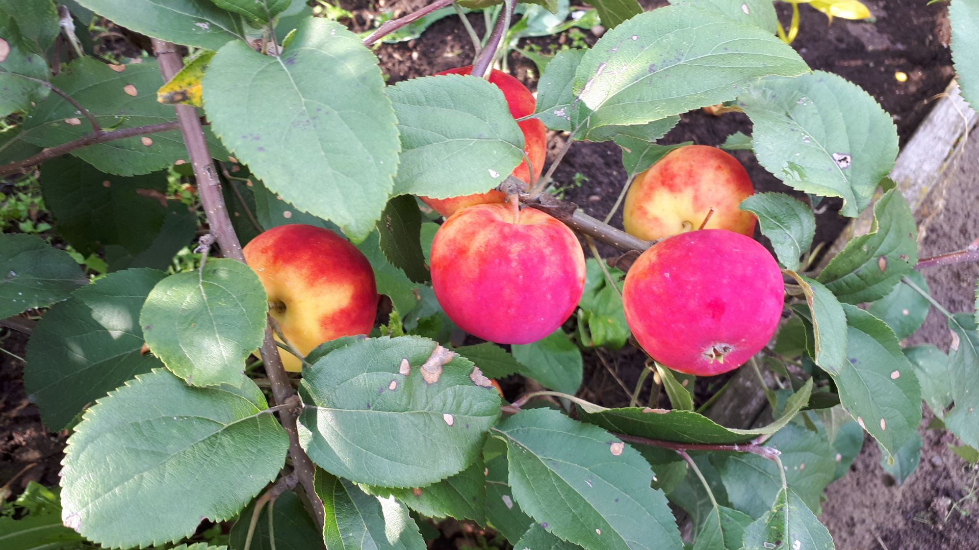 2374.  Рассадный 26.  Плодовые ранней весной.