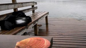 Снег идёт — она плывёт:  история тверской "моржихи"