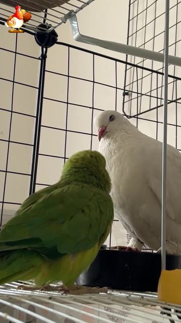 Зеленый попугай и белый голубь (20)